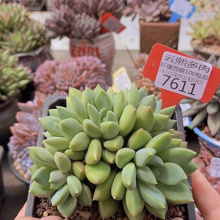 7611红象牙。