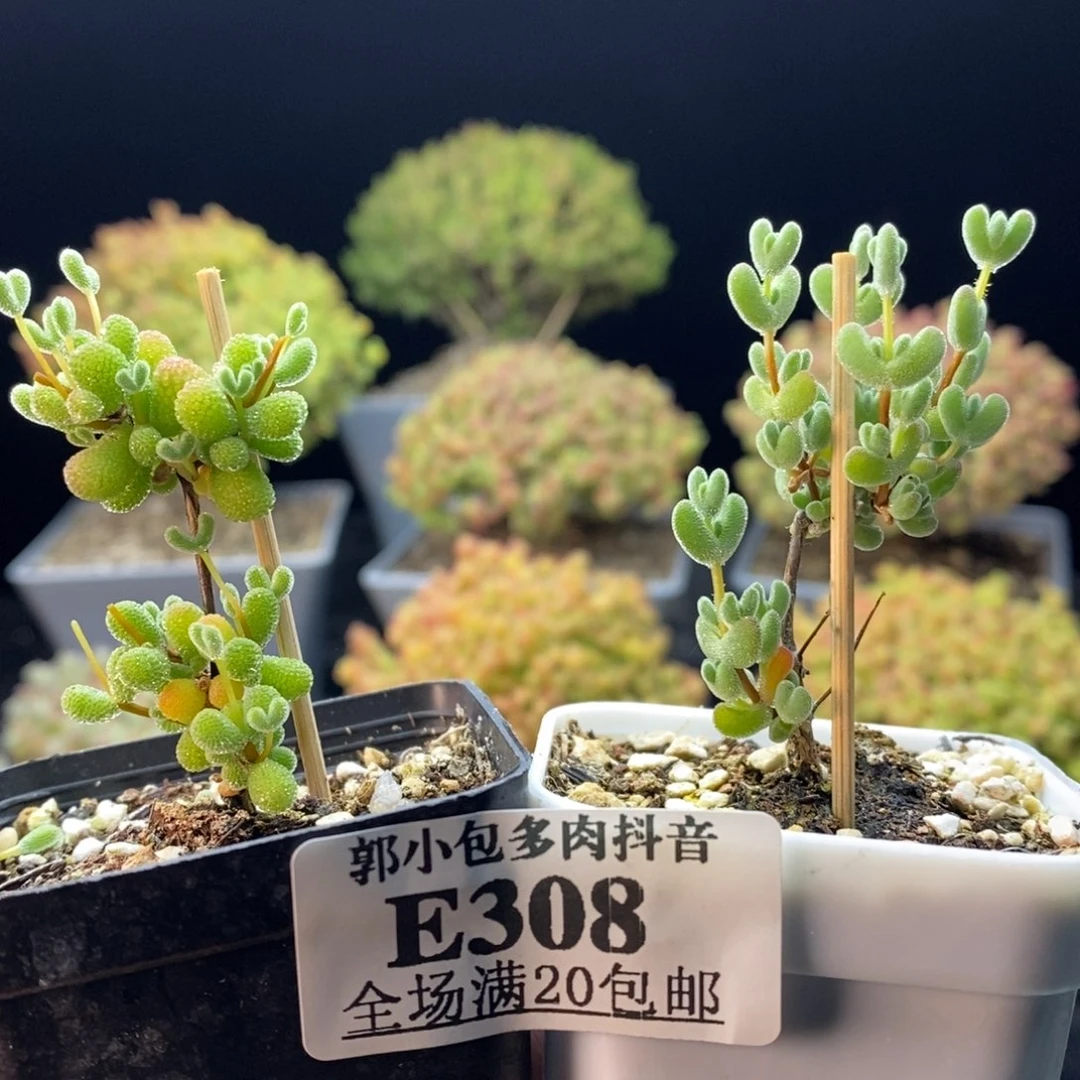 308莱斯，翡翠。