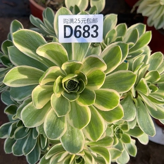 雾**花多肉植物一个