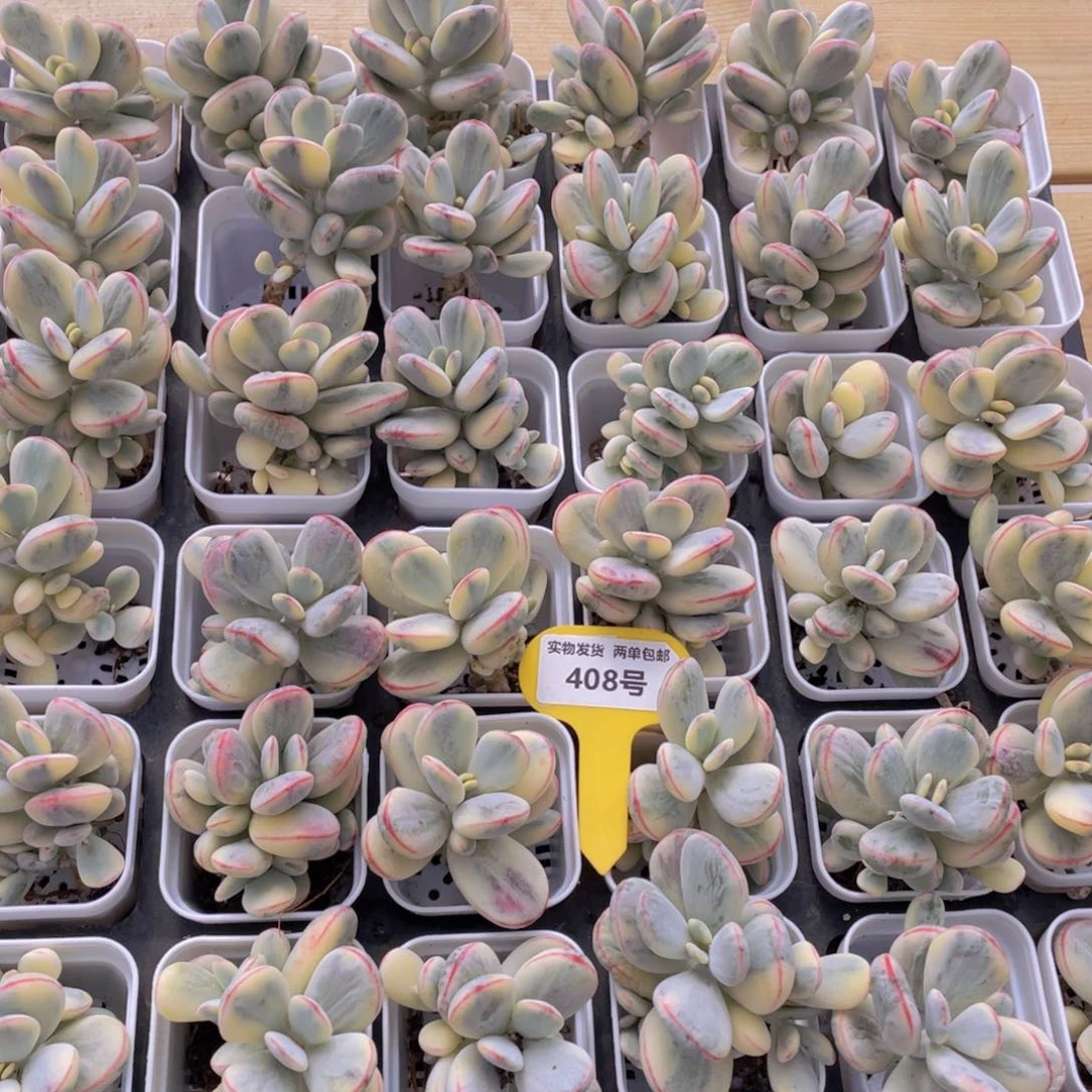 408号 精品乒乓福娘锦一个