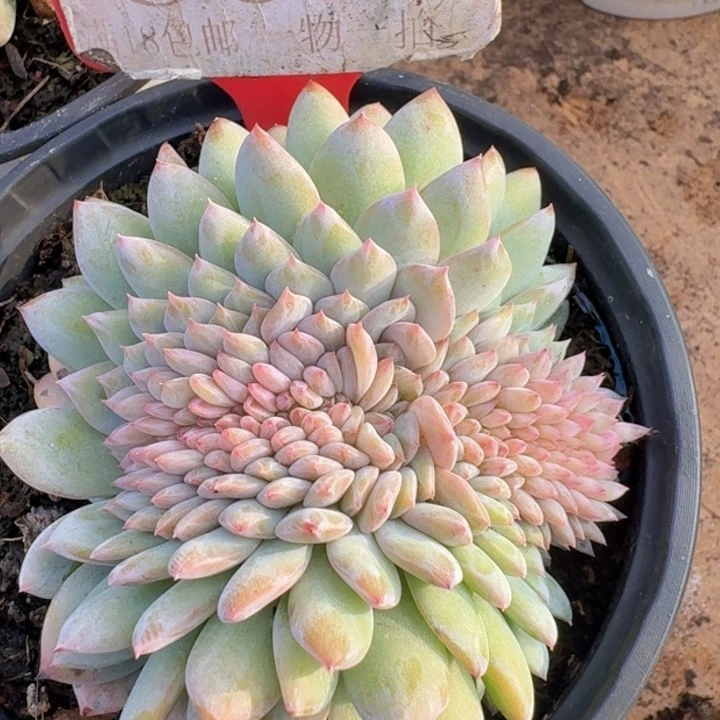 星星橙缀602多肉植物一物一拍