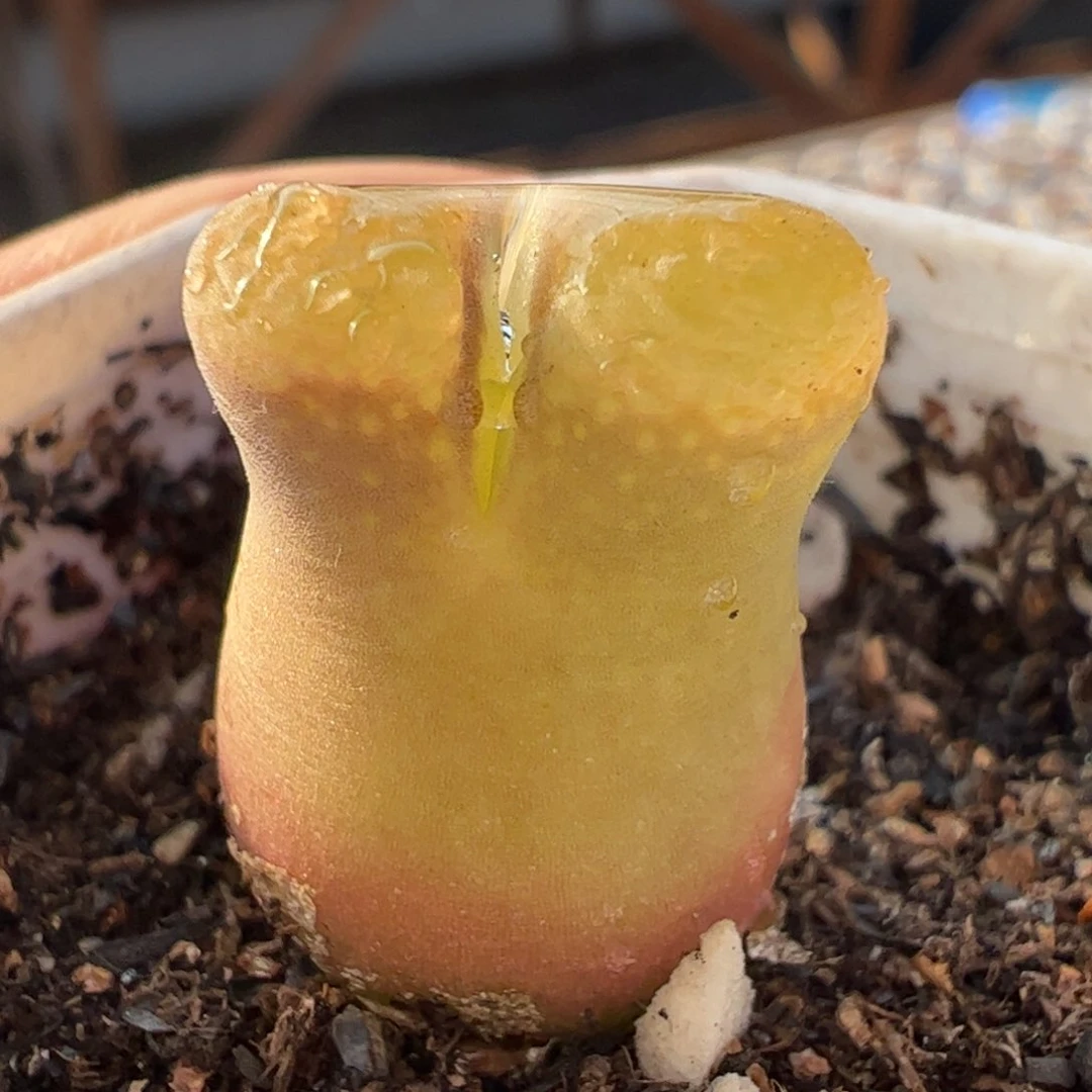 葫芦风铃多肉植物百科