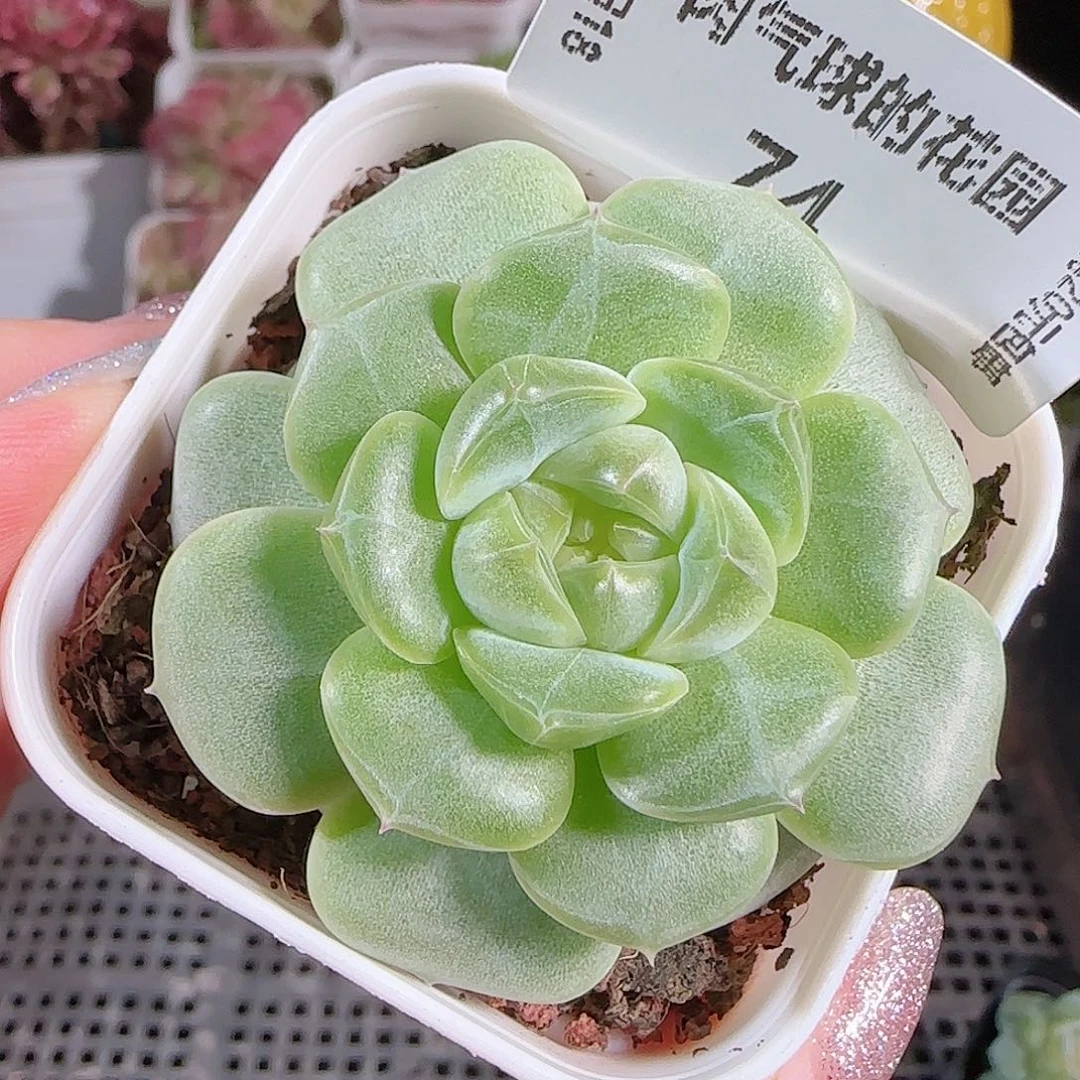 0718---74A29糖心珍妮