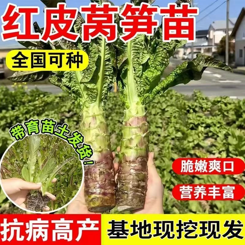 莴笋苗带土发货红皮莴苣苗秧苗尖叶紫叶清香耐寒蔬菜苗