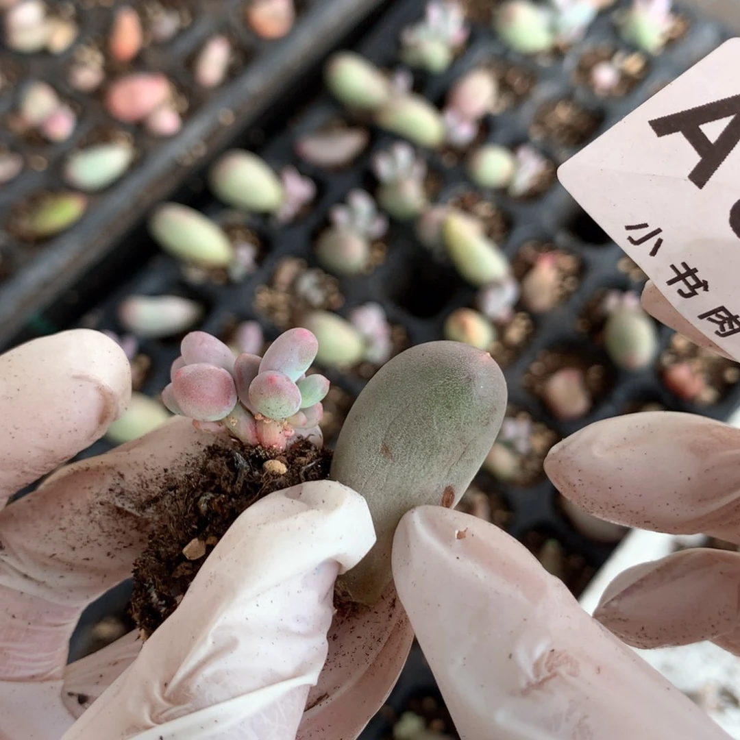 枝*米可奶奶酪多肉米可奶