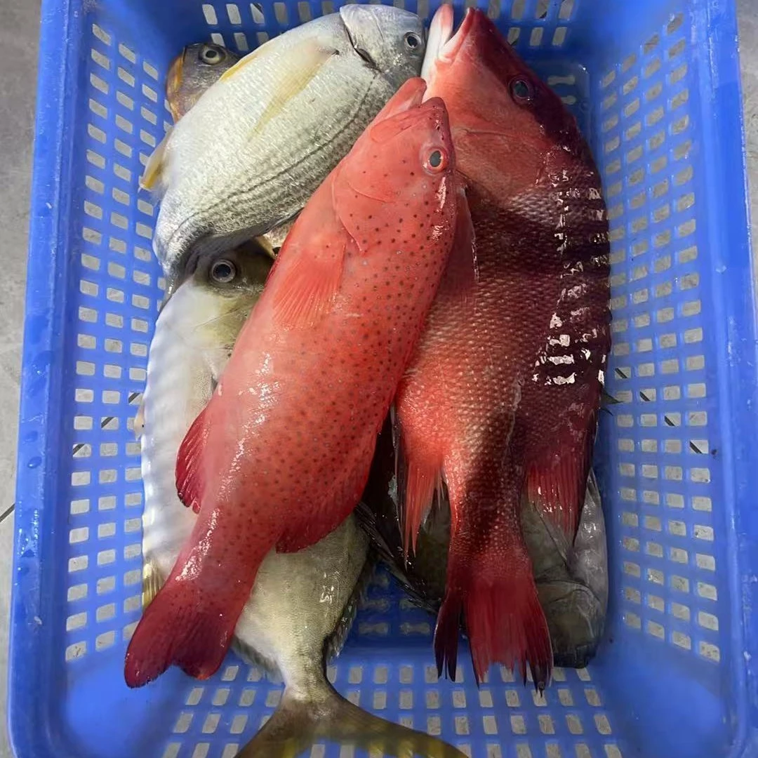 海鲜套餐B 海鲜东星杂鱼 阳江海陵岛发货