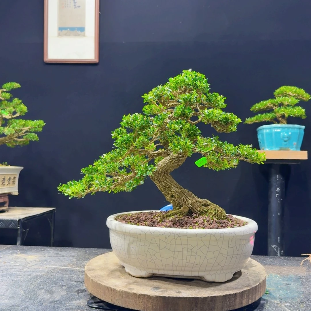 无花朵黄杨盆景四季常青