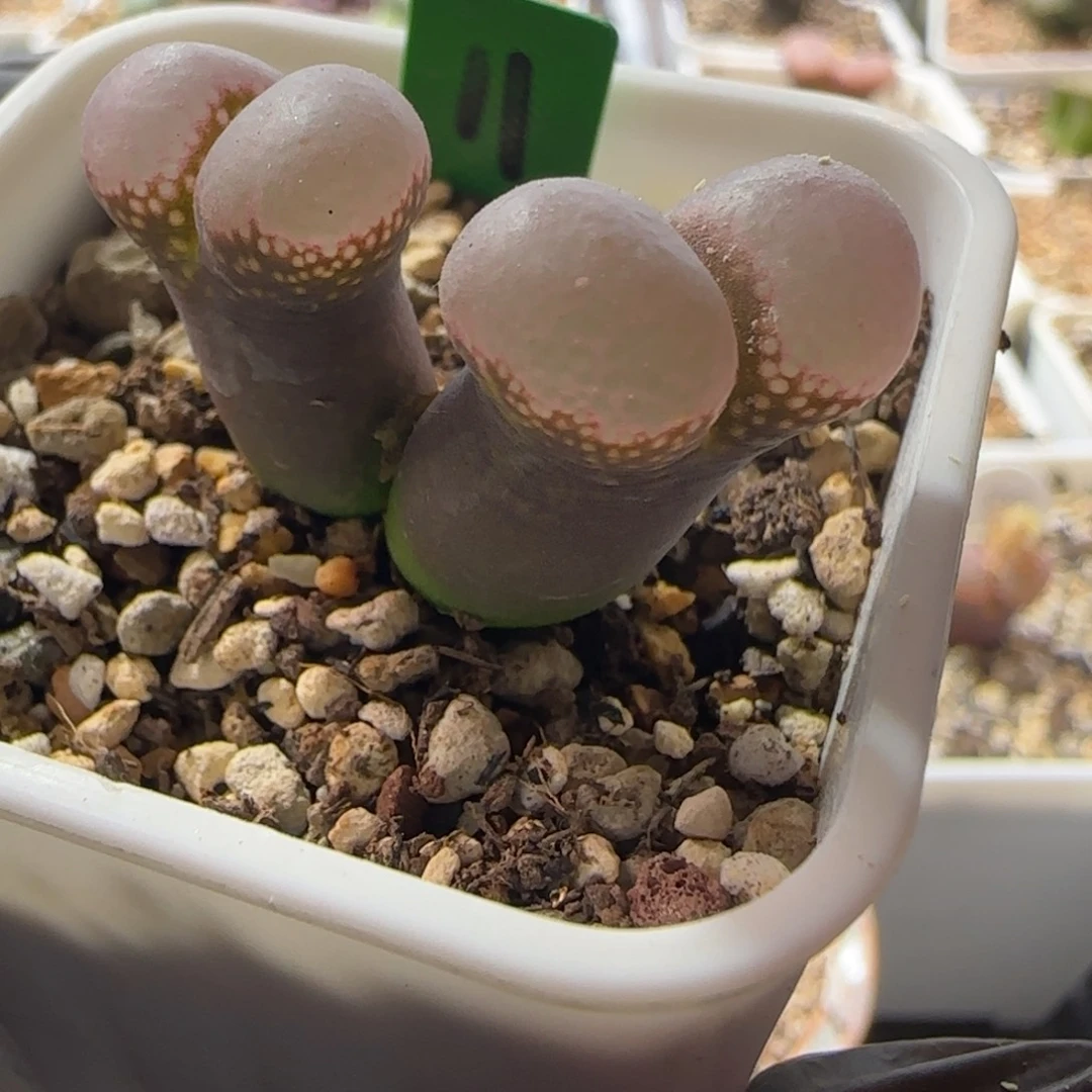 漂亮风铃玉。 11。