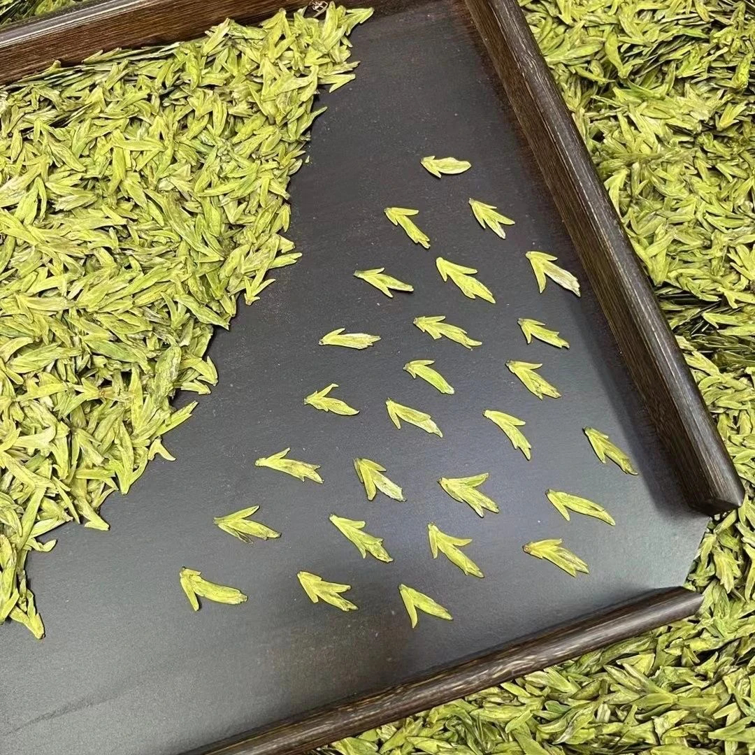 2025年新茶头春头采乌牛早龙形扁茶