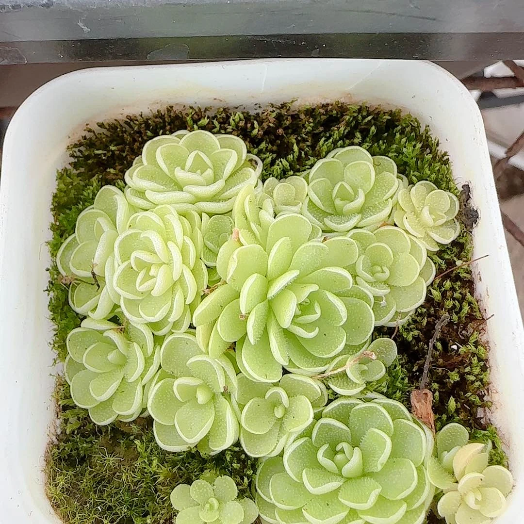 【闪购商品】0616-80