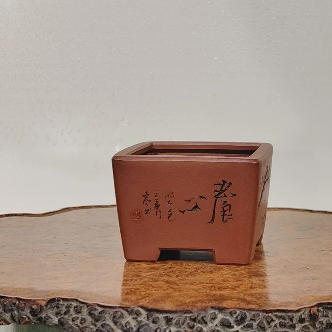 热***蚁无花朵盆景，紫砂盆，，        ，，，，，