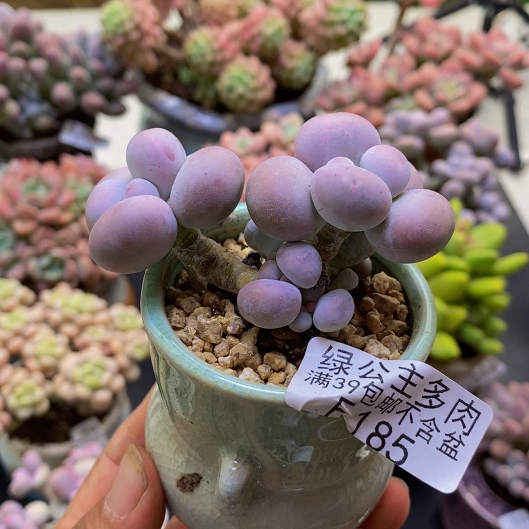 185芭比奶酪6cm多肉