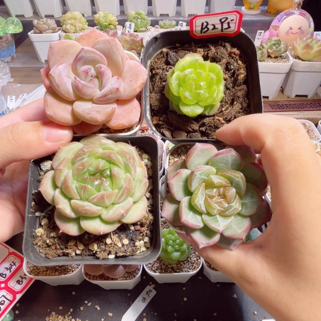 宇***骨B295 一物一拍 打包4个