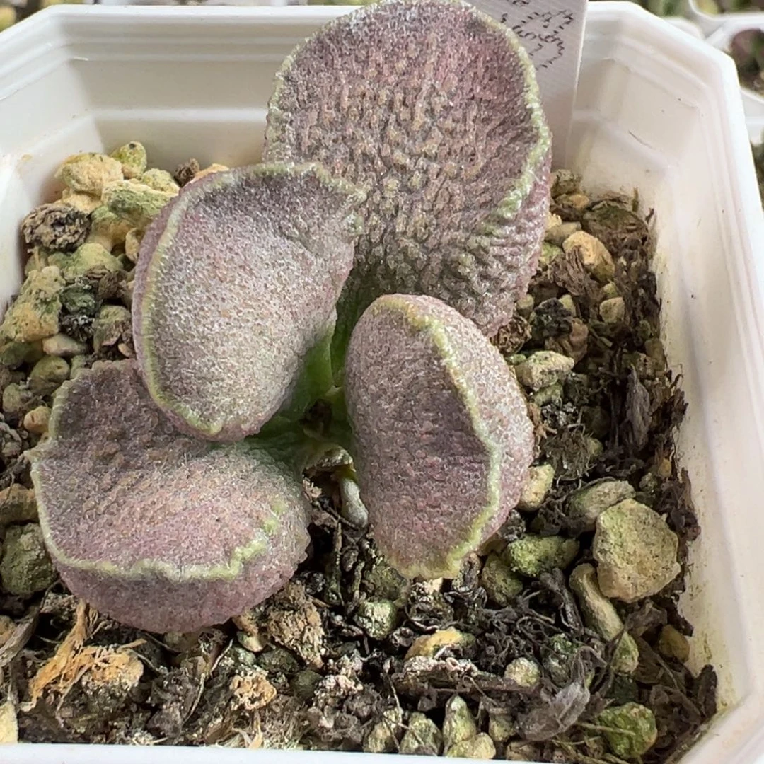 实生新品单头纯木质桩多肉植物