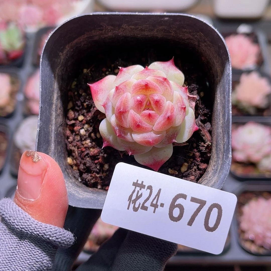 花24-670秘境冰魄