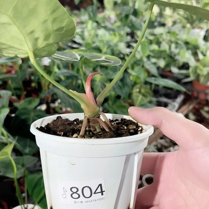 完全开放804花烛福利