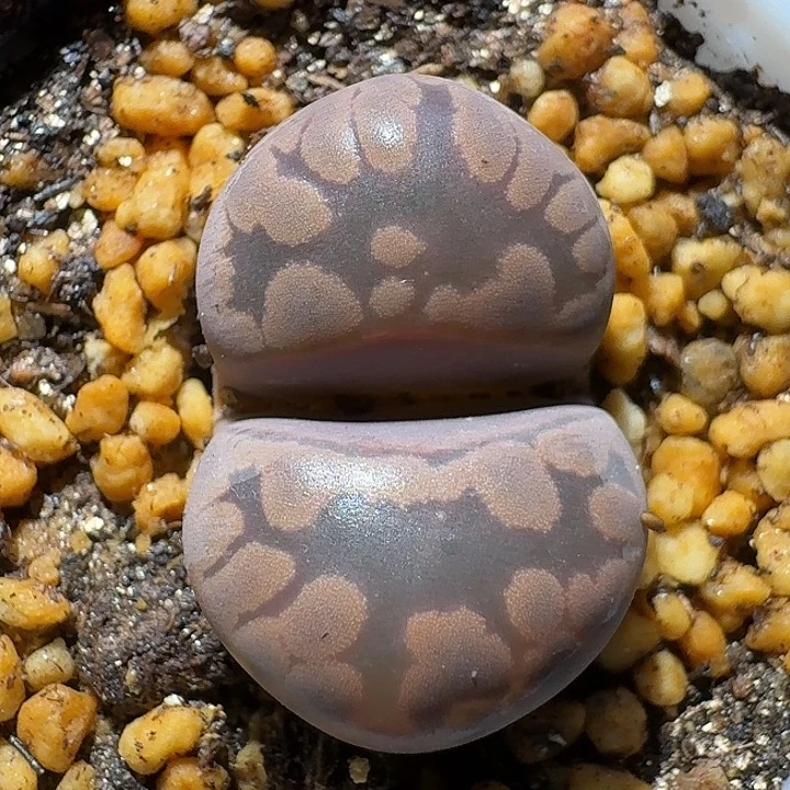 生石花1111111。  83