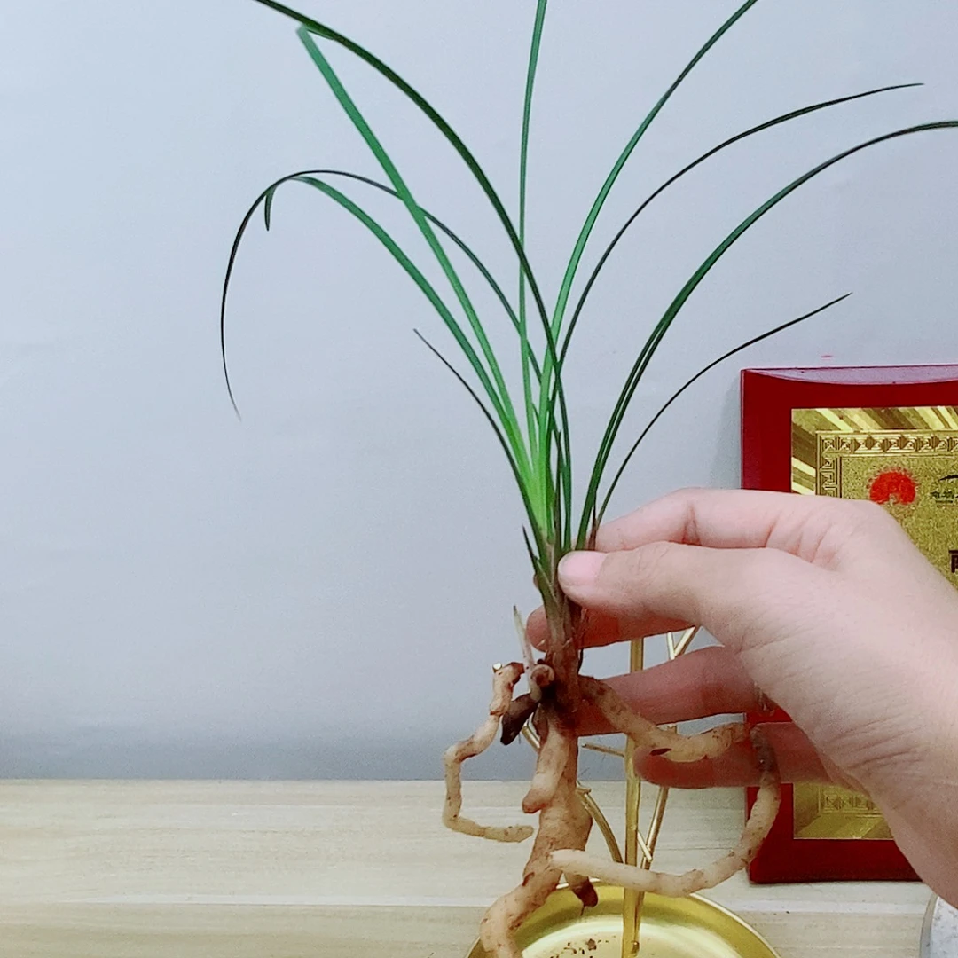 当前无花栽培后可以开花林