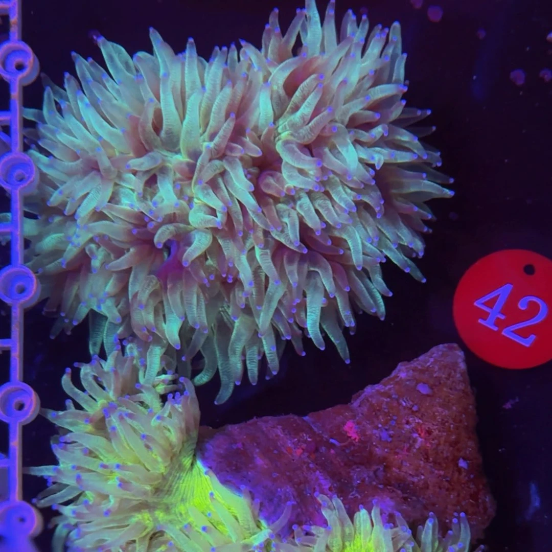 万鱼来朝海水观赏