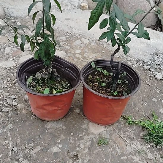 将军金弹子盆景将军金弹子盆景