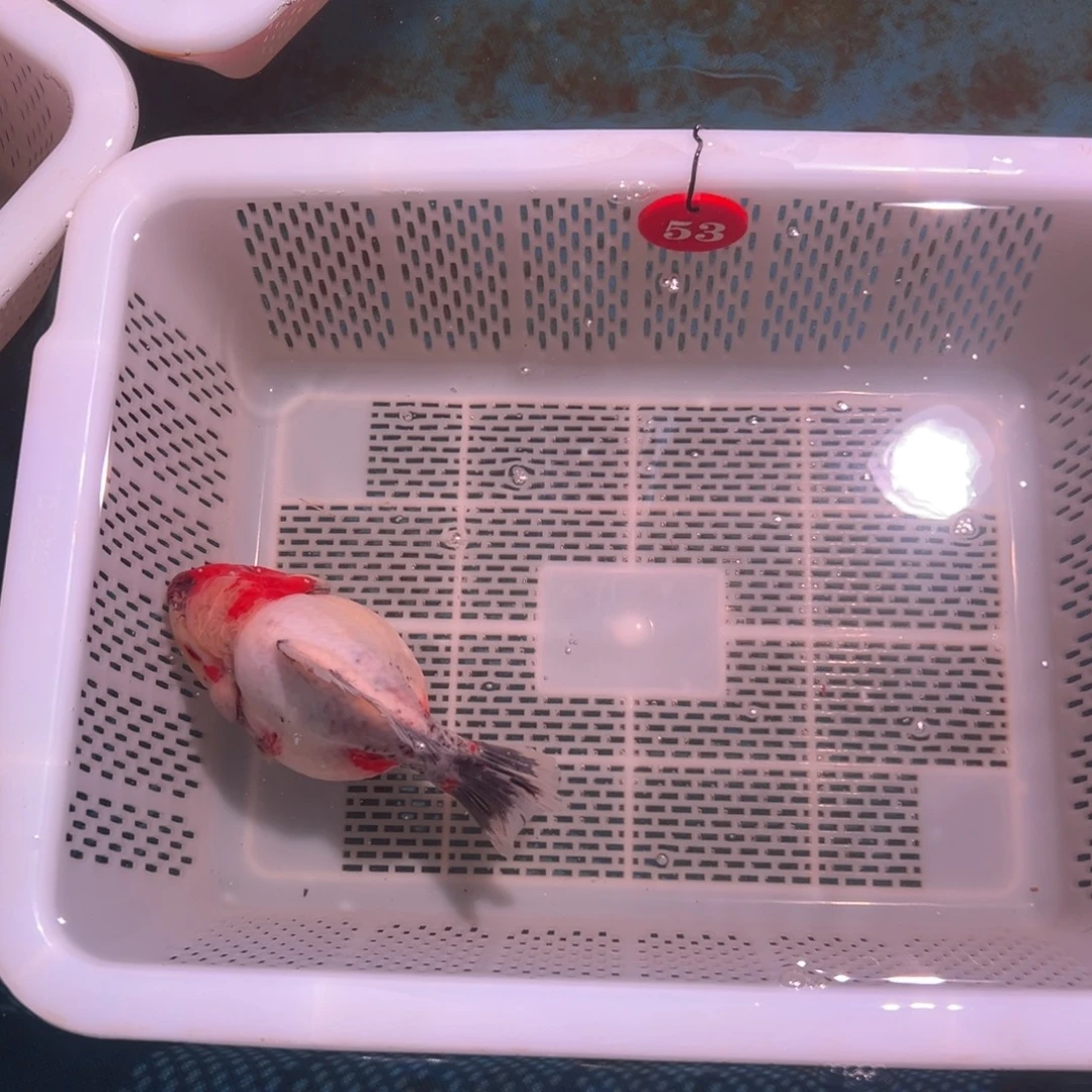 末***将海水鱼你好意思了不