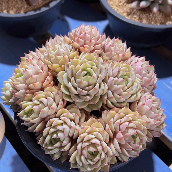 潇*妹小叶笨吧蒂斯，多肉植物