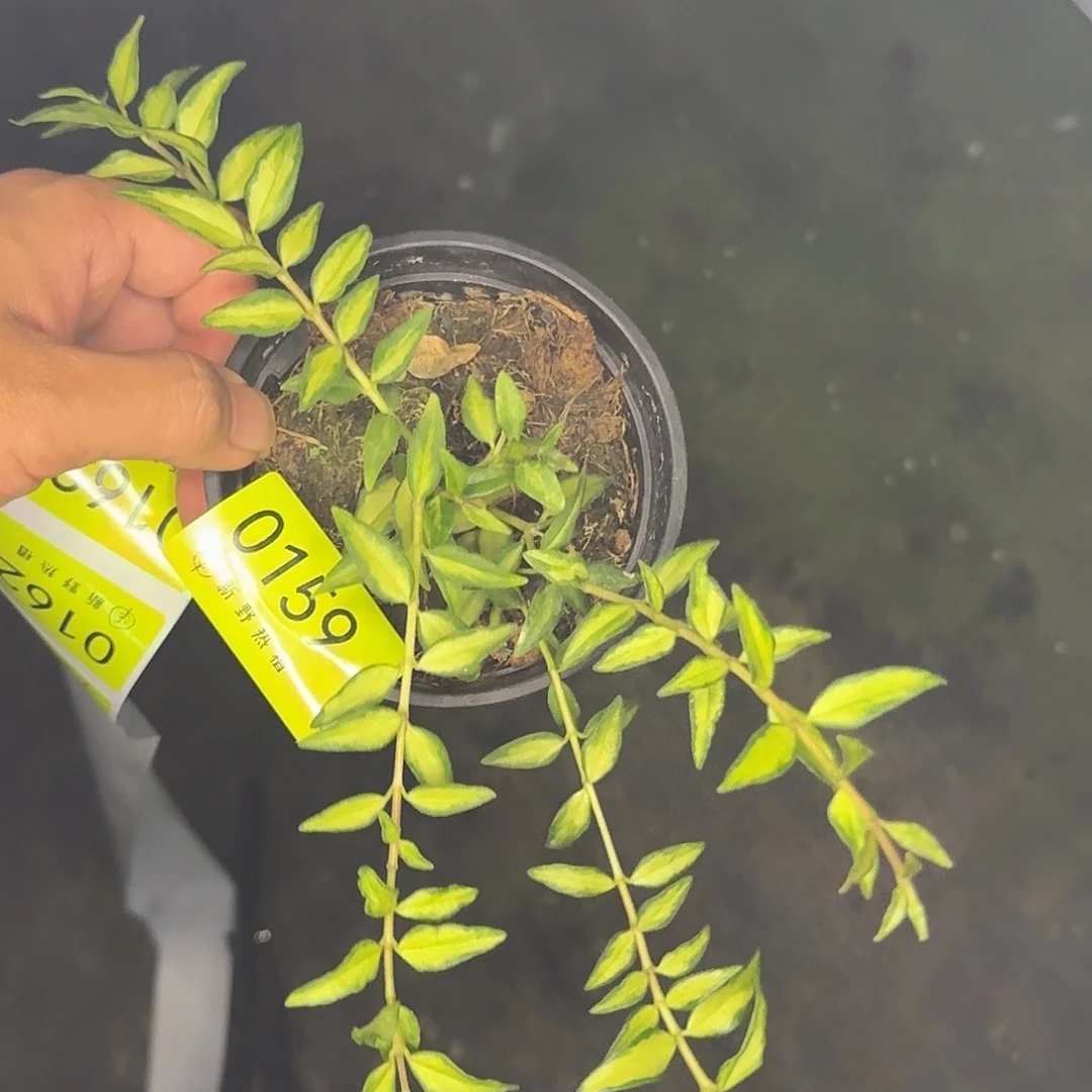 葵***珊完全开放0159贝拉内锦