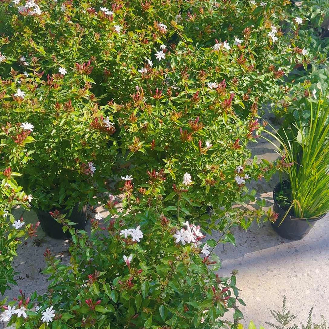 完全开放庭院绿植