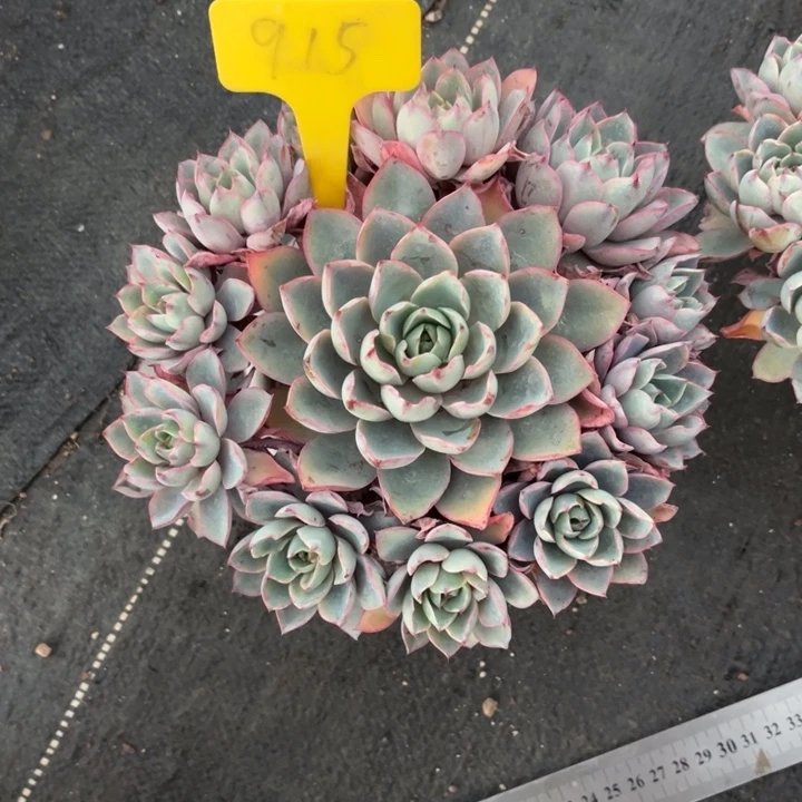 赫拉多肉植物915