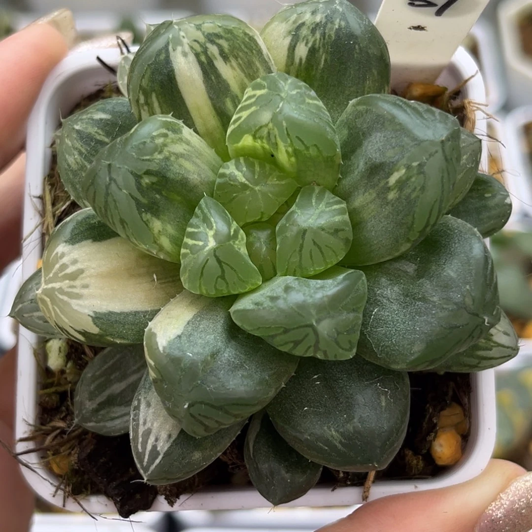 37马琳玉露锦哈哈哈哈哈哈