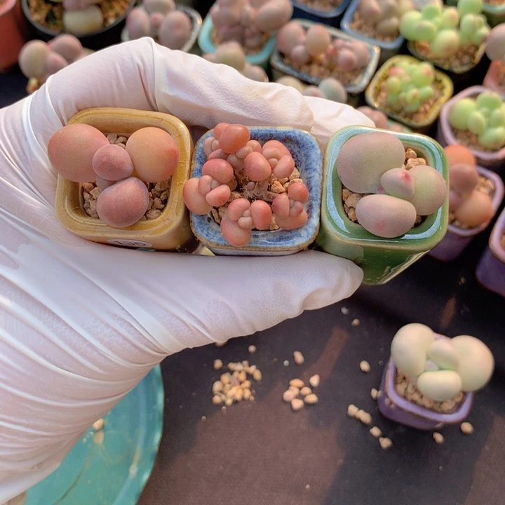 糖果单 丸叶桃蛋6头 胖圆奶