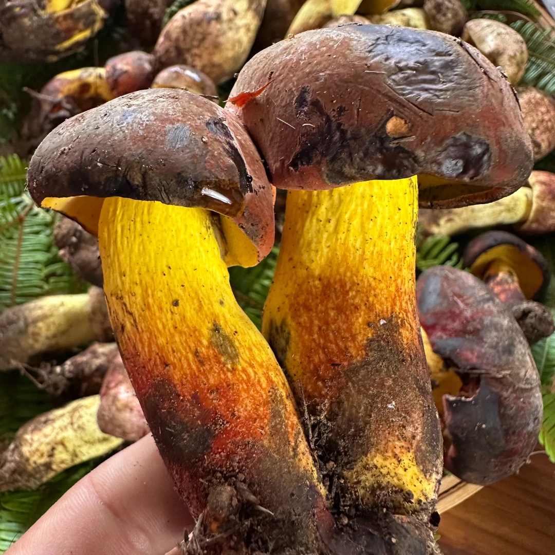 云南见手青野生菌 ，现炸现发。