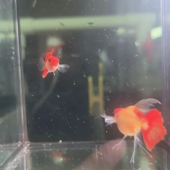 黄化体深海蓝超大个头一对