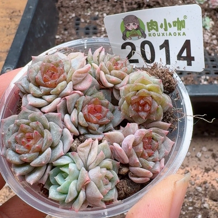 多肉植物多肉植物