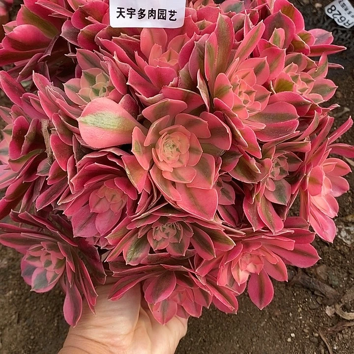 多肉植物女巫697多肉