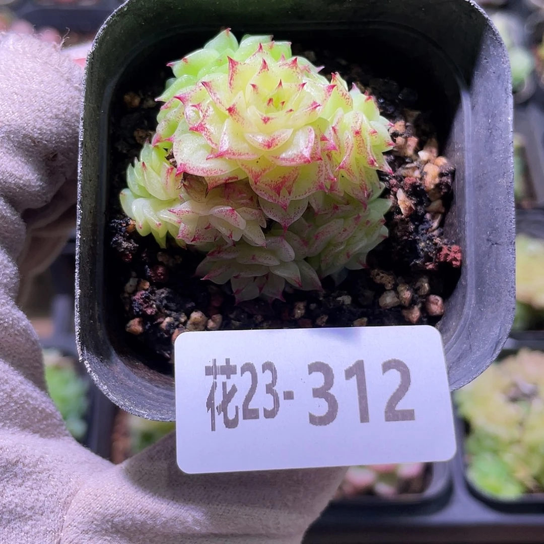 花利美23-312麦秆