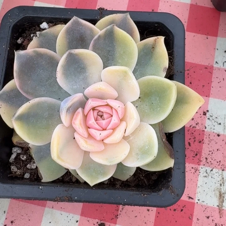 汉堡福袋福袋福袋