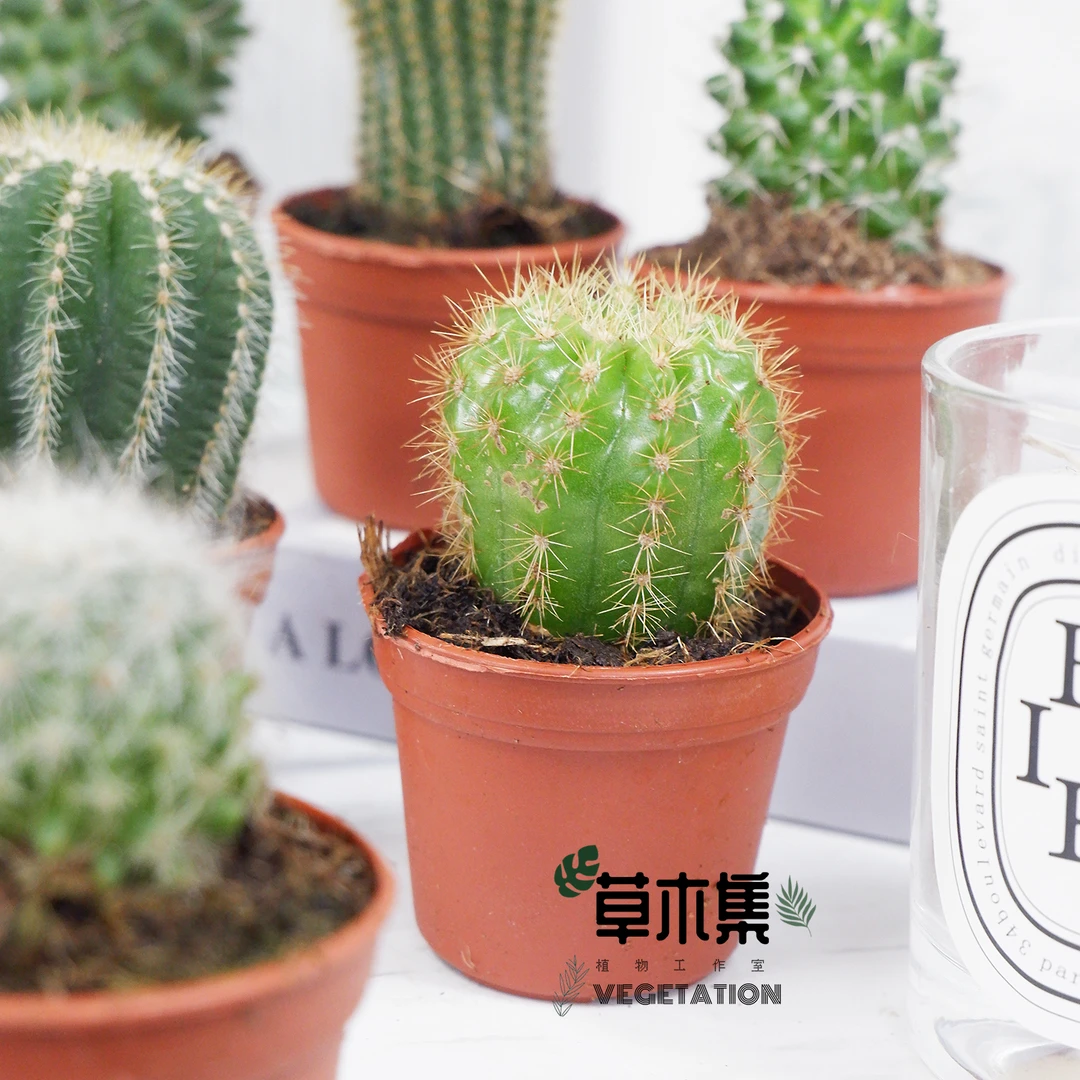 《草木集｜仙人球》荒漠绿星之坚韧，以刺芒对抗孤寂骄阳与风沙。