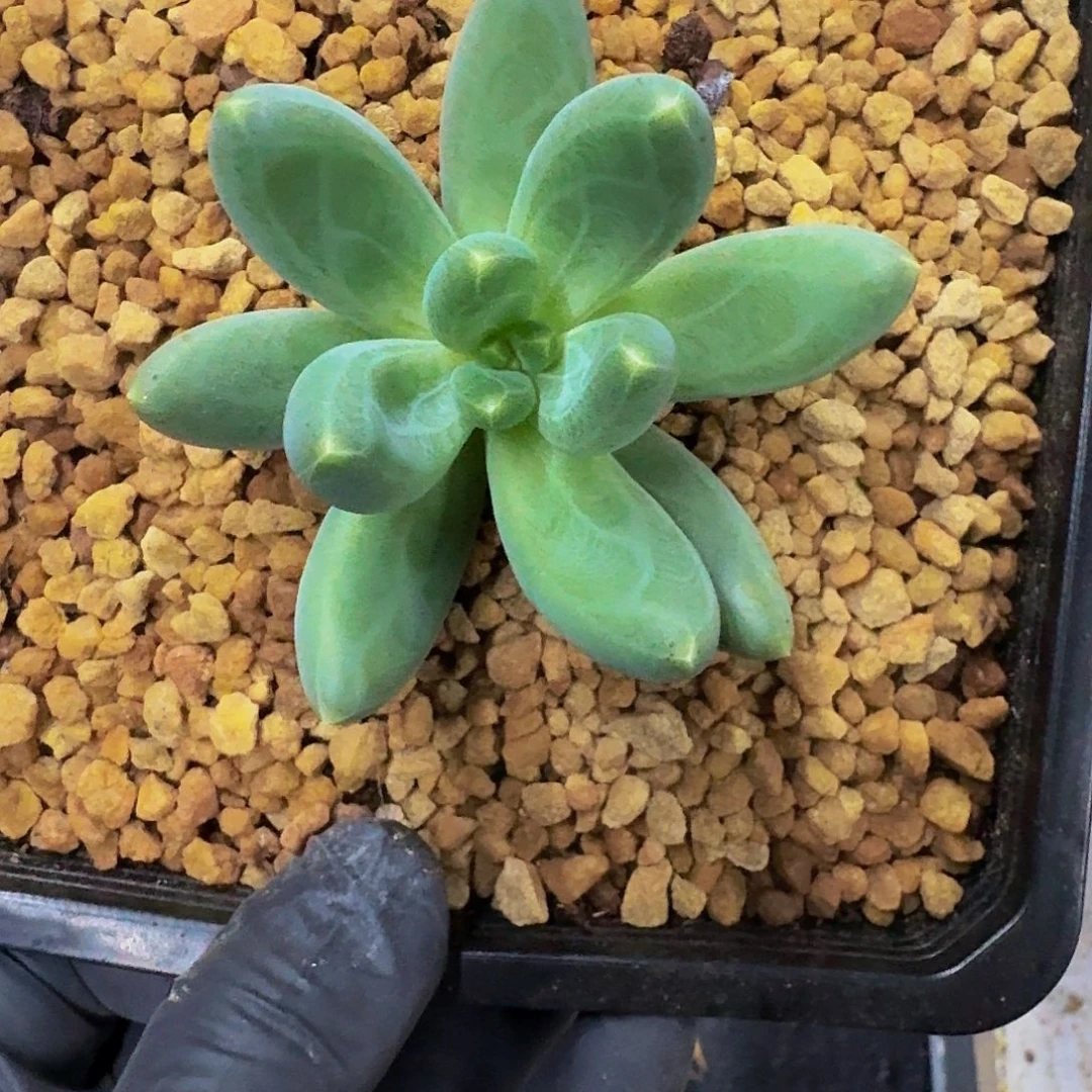迷雾森林一物一拍