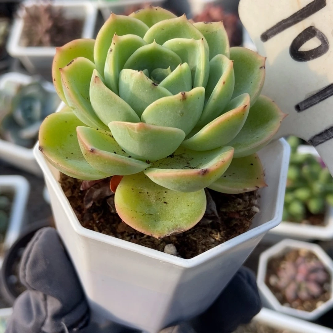 1077哈密瓜多肉植物保护