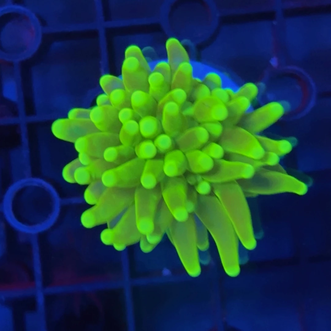 纽扣珊瑚龙魂火柴