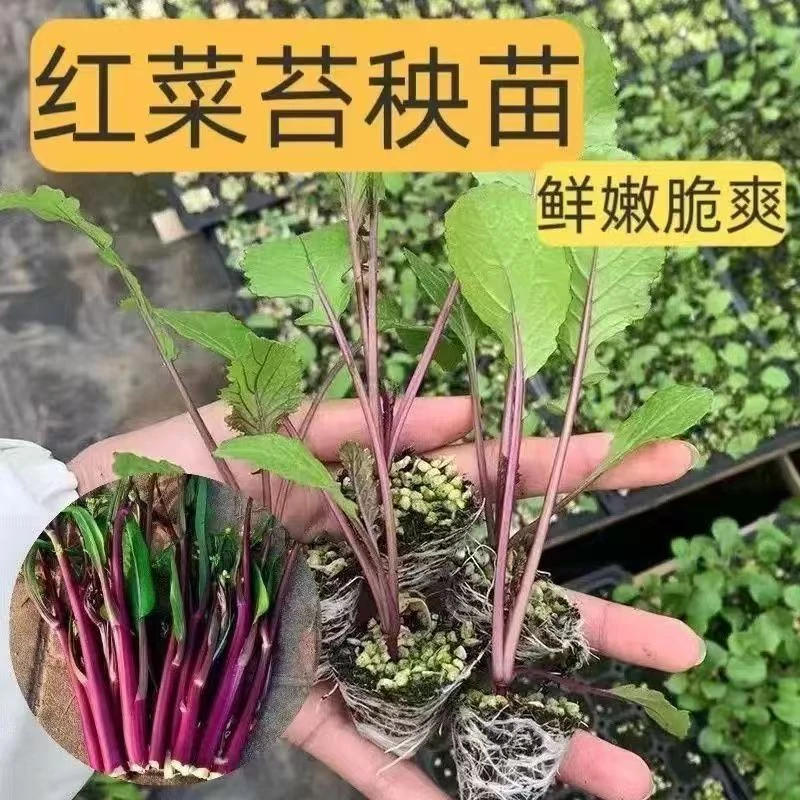 早熟红菜苔苗带土穴盘适合阳台秋冬庭院种植的蔬菜秧苗