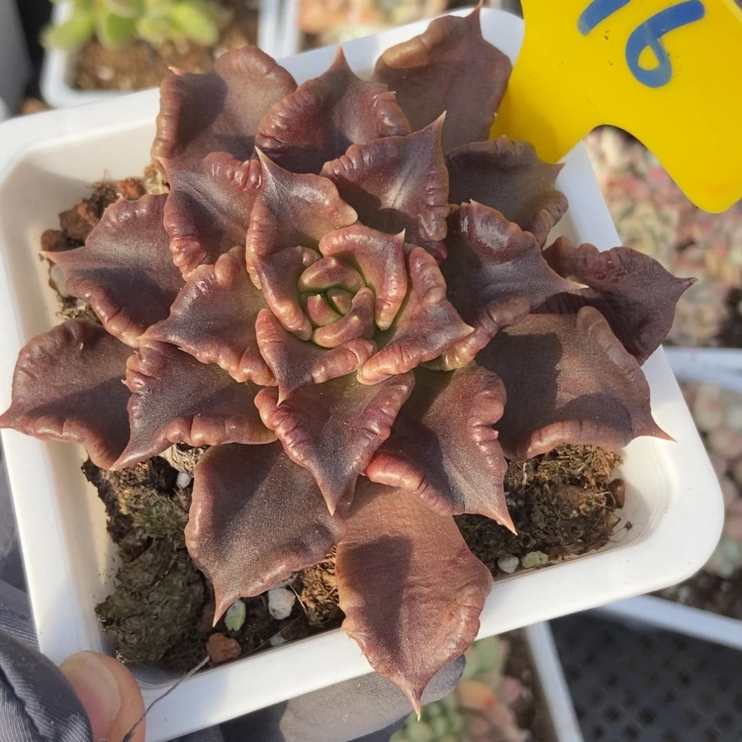 796黑饺子皮多肉植物