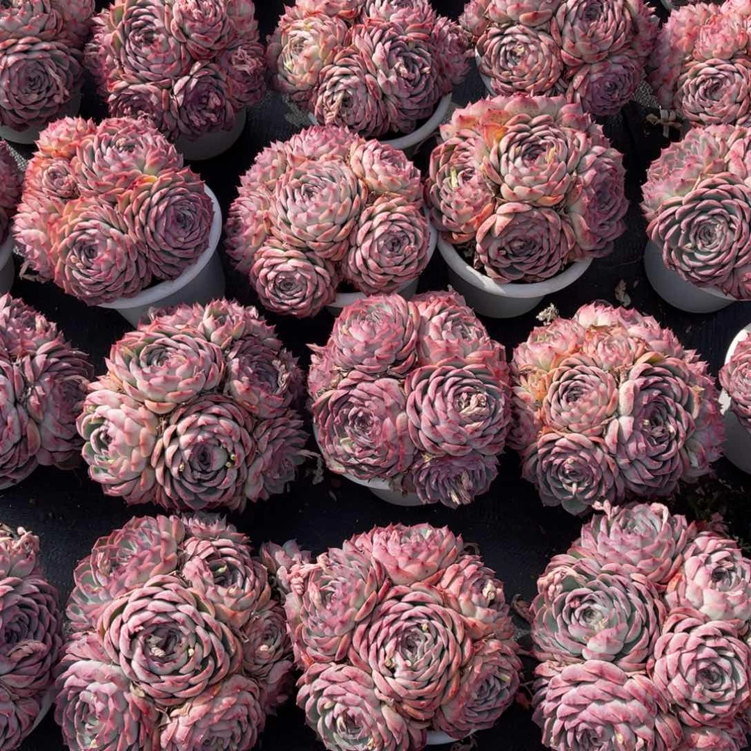 云舍多肉新年福利-180侧影