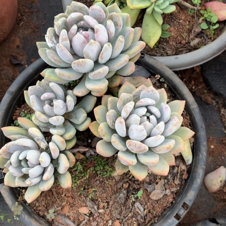 九***来胖美人。。。。。。。。。？。。。。。。