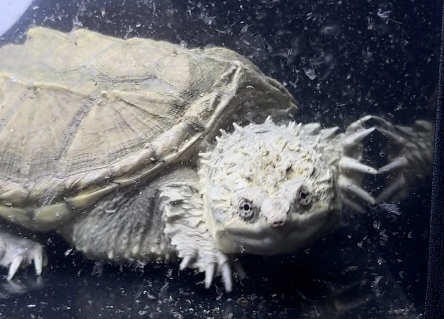 原种爆刺小鳄龟宠物观赏龟肉食凶猛半水龟活体