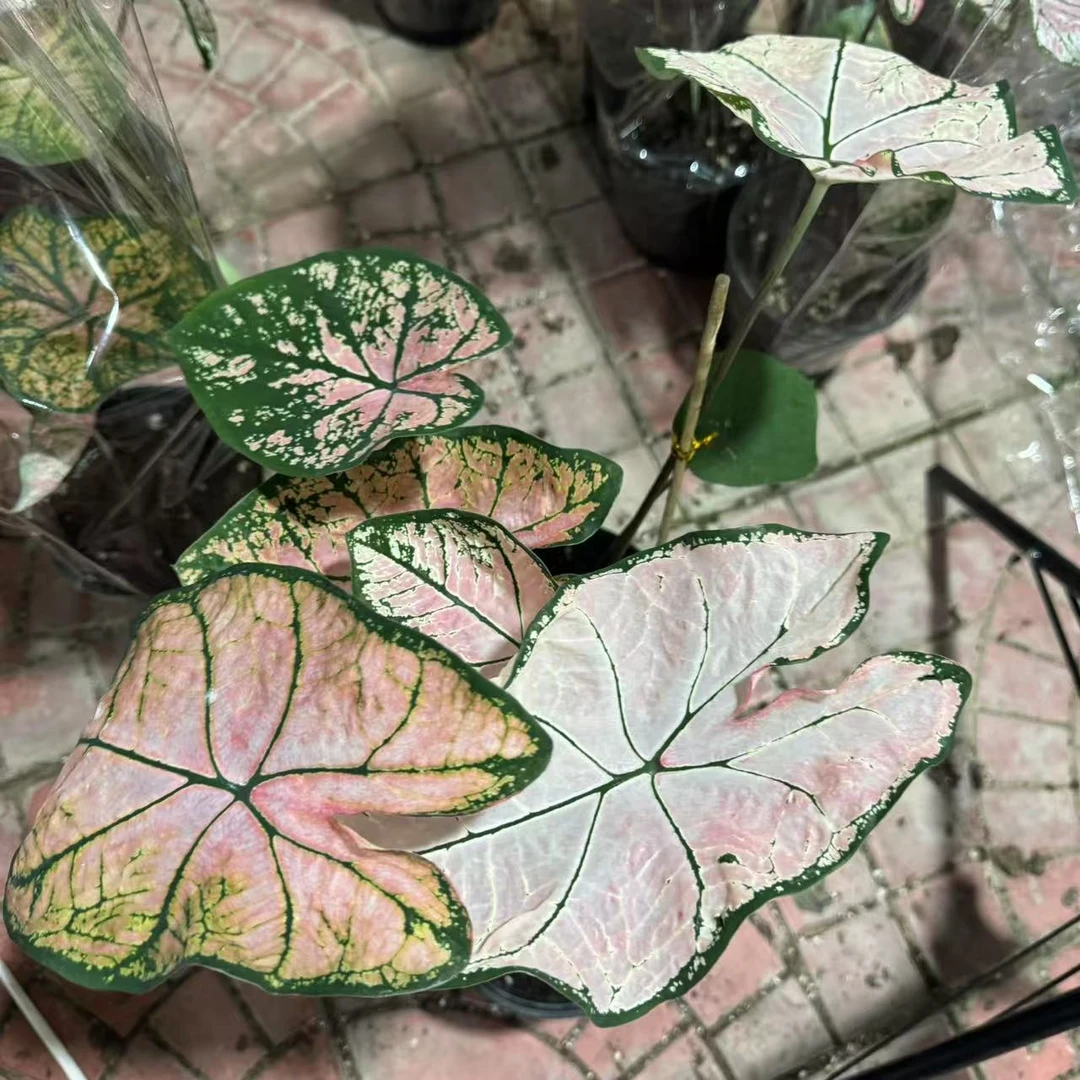 【青山盆粉色飞溅】盆栽彩叶芋观叶类懒人植物