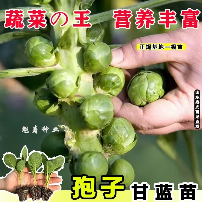 山东寿光孢子甘蓝秧苗种苗四季春秋穴盘苗抱子小卷心菜种子籽寿光