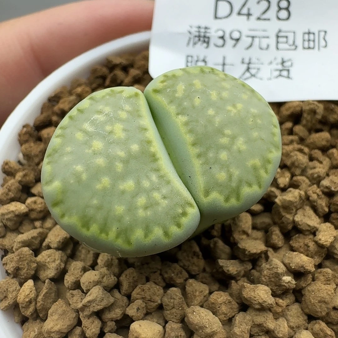 罗***麦428多肉哈哈哈哈哈哈哈哈