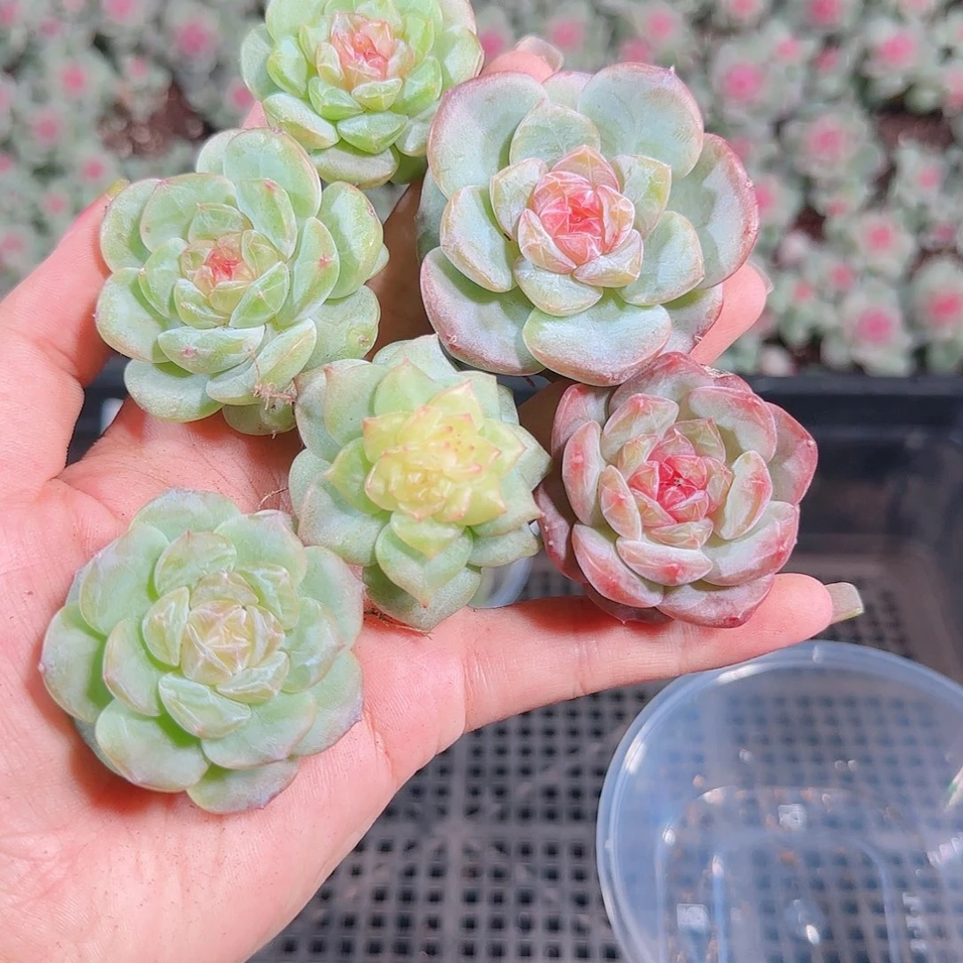 0922---172糖心珍妮